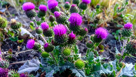 गोरखमुंडी का कमाल: सिरदर्द, पथरी और त्वचा रोगों में असरदार प्राकृतिक इलाज, जानें कैसे करती है जादू