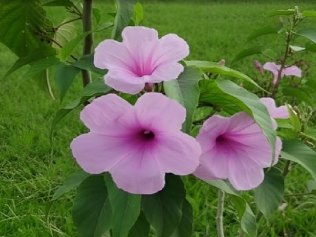 घर में जरूर लगाए ये तीन पौधे, त्वचा और पेट संबंधी रोगों से मिलेगा छुटकारा