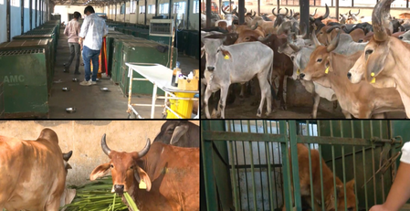 अहमदाबाद नगर निगम की अनूठी पहल, फीडिंग स्पॉट्स और एआई तकनीक से शहर स्वच्छ अहमदाबाद नगर निगम की अनूठी पहल, फीडिंग स्पॉट्स और एआई तकनीक से शहर स्वच्छ