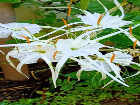 सुदर्शन नाम की तरह सर्वगुण संपन्न है यह पौधा, गठिया जैसी बीमारी में भी देगा आराम