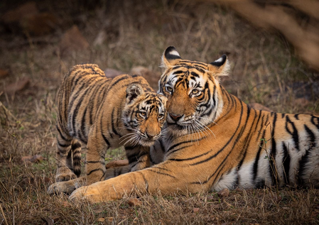 PM मोदी का आह्वान: विश्व वन्यजीव दिवस पर धरती की अद्भुत जैव विविधता का करें संरक्षण और उत्सव