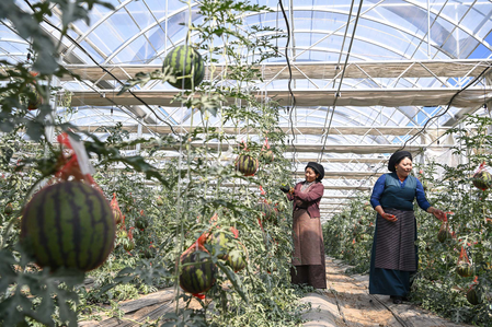 शीत्सांग (तिब्बत) में तेजी हो रहा विकास शीत्सांग (तिब्बत) में तेजी हो रहा विकास