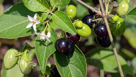 आयुर्वेद की जादुई जड़ी-बूटी 'मकोय', जो है त्रिदोषनाशक