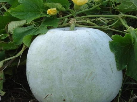 सफेद पेठे का जूस है सेहत का अमृत! अनगिनत बीमारियों का करे नाश, जानें इसे पीने का चमत्कारी तरीका