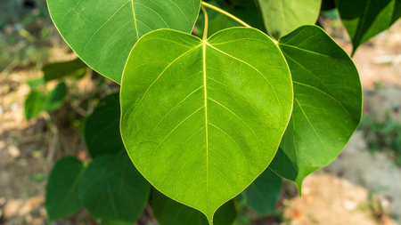 पीपल सिर्फ पेड़ नहीं, यह है 33 करोड़ देवी-देवताओं का वास, बीमारियों का नाशक और प्रकृति का वरदान