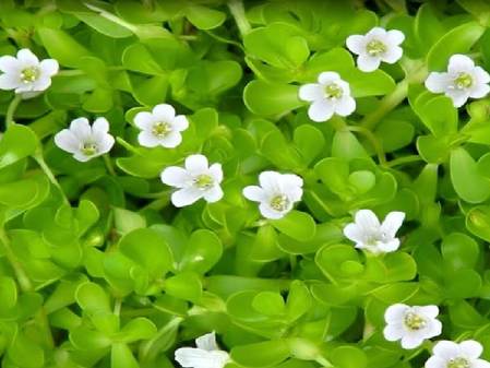 ब्राह्मी दूध नींद और याददाश्त को करना है बेहतर, रोज करें गुणों से भरपूर ब्राह्मी का इस तरीके से सेवन