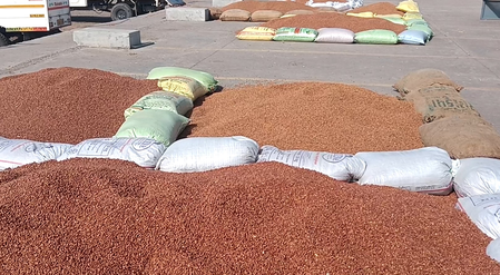 गुजरात चना और सरसों की एमएसपी पर खरीद शुरू, हजारों किसानों ने कराया पंजीकरण गुजरात चना और सरसों की एमएसपी पर खरीद शुरू, हजारों किसानों ने कराया पंजीकरण