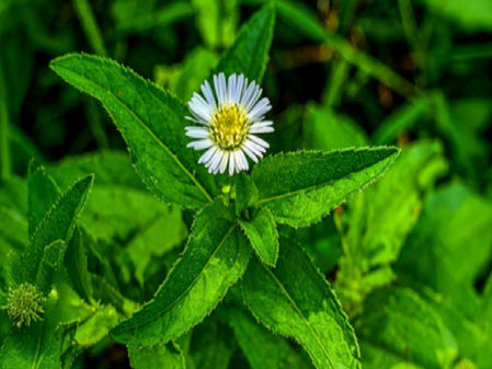 भृंगराज सिर्फ बालों के लिए ही नहीं, पित्त और वात को भी संतुलित करने में सहायक, जानें सेवन के लाभ