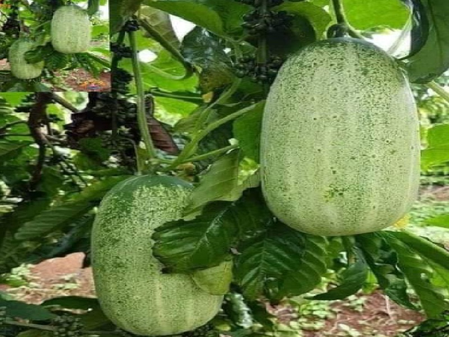 सेहत का पावरहाउस है खीरा, चेहरे से लेकर पेट के लिए लाभकारी