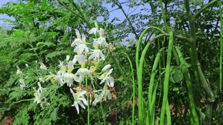 गर्मियों में अमृत से कम नहीं सहजन का सेवन, पाचन सुधारने से इम्युनिटी बढ़ाने तक का प्राकृतिक तरीका