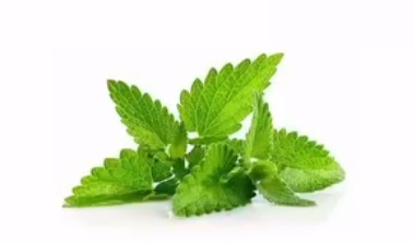 पुदीना से पाएं पाचन, ऊर्जा और इम्युनिटी को मजबूती, गर्मियों से देता है राहत