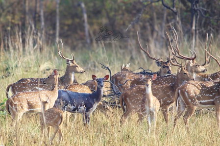 उमरेड करांडला अभयारण्य में दिखा दुर्लभ काला चीतल उमरेड करांडला अभयारण्य में दिखा दुर्लभ काला चीतल