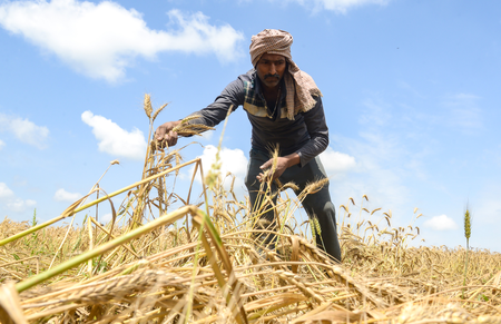मध्य प्रदेश में गेहूं की खरीद शुरू, किसानों ने किया स्वागत