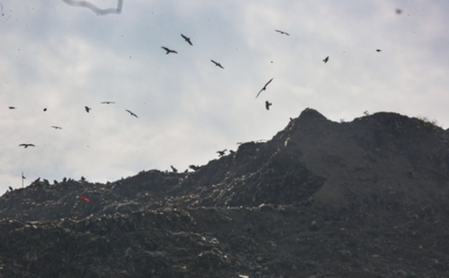 एनजीटी ने एमसीडी को गाजीपुर लैंडफिल के लिए समय-सीमा वाला प्लान जमा करने का निर्देश दिया एनजीटी ने एमसीडी को गाजीपुर लैंडफिल के लिए समय-सीमा वाला प्लान जमा करने का निर्देश दिया