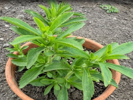 मीठी तुलसी सिर्फ नाम ही नहीं, गुणों में भी मीठा है यह पौधा, गर्मियों में देगा अनगित फायदे