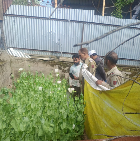 जम्मू कश्मीर  कुपवाड़ा में अफीम की खेती नष्ट, ड्रग्स के साथ एक शख्स गिरफ्तार