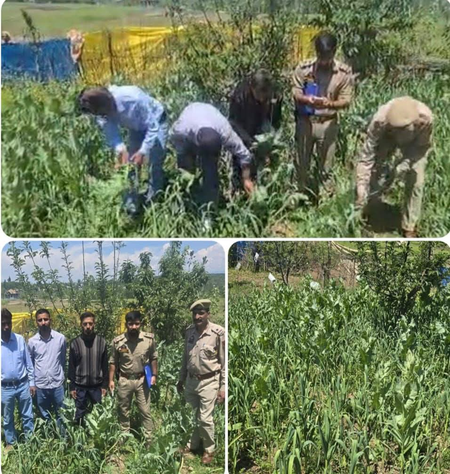 जम्मू-कश्मीर बारामूला पुलिस ने तंगमर्ग में अवैध अफीम की खेती नष्ट की, मामला दर्ज