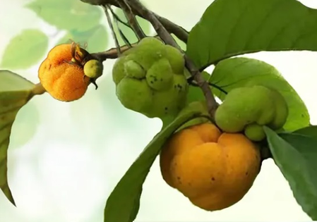 पाचन, त्वचा से लेकर बालों तक के लिए फायदेमंद बड़हर, प्रकृति का खजाना खट्टा-मीठा फल