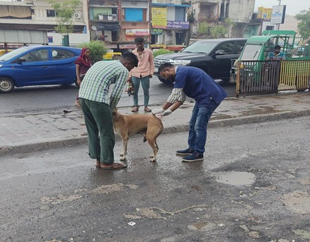आवारा कुत्तों की समस्या को लेकर एएमसी का बड़ा कदम, सुप्रीम कोर्ट के निर्देशों के अनुरूप व्यवस्थित प्रबंधन ढांचा तैयार