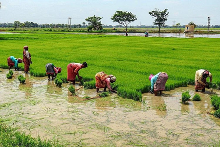 भारतीय मानक ब्यूरो ने आईएस 20201:2026 जारी किया, स्वदेशी बीजों के संरक्षण को मिलेगा बढ़ावा