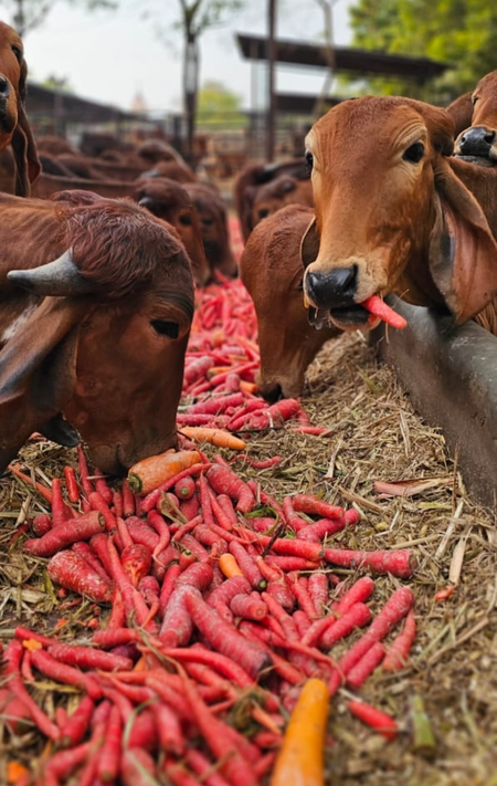 गोशालाएं बनेंगी ग्रामीण उद्योगों का नया केंद्र, हर जिले को मिलेगी अपनी पहचान