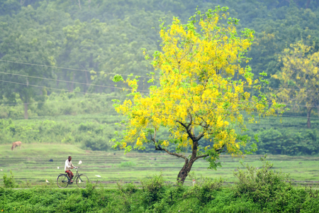 जिन इलाकों में लगे होते हैं खूब सारे पेड़, वहां बुजुर्ग आबादी रहती है डिप्रेशन से कोसों दूर स्टडी में खुलासा