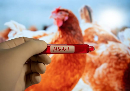 Australia 'well prepared' for outbreak of H5N1 bird flu: Environment minister Australia 'well prepared' for outbreak of H5N1 bird flu: Environment minister