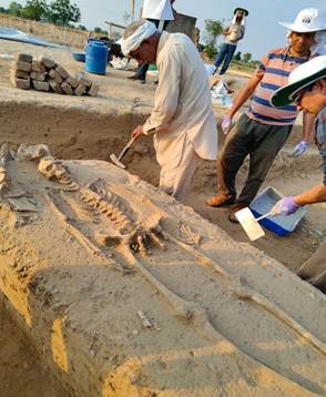Rakhigarhi: Anthropological Survey of India gets human skeletal remains for study Rakhigarhi: Anthropological Survey of India gets human skeletal remains for study