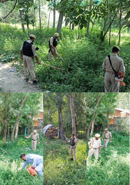 बारामूला पुलिस का नशे के खिलाफ अभियान तेज, कई इलाकों में जंगली भांग की फसल नष्ट