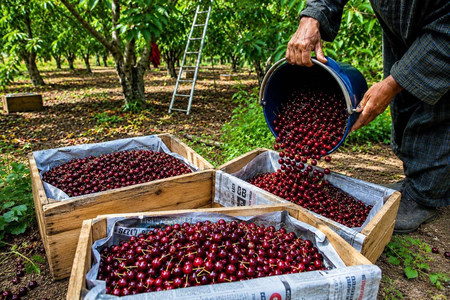APEDA facilitates first export of J&K’s Areko cherries, Scentrose plums to Singapore APEDA facilitates first export of J&K’s Areko cherries, Scentrose plums to Singapore