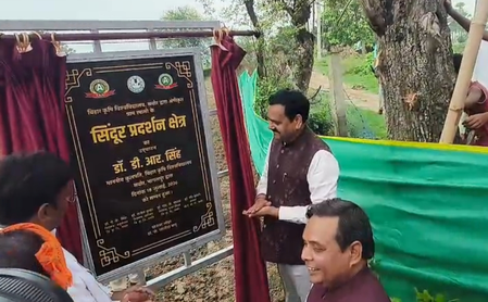 बिहार कृषि विश्वविद्यालय ने भागलपुर के रामासी गांव को बनाया देश का पहला सिंदूर ग्राम बिहार कृषि विश्वविद्यालय ने भागलपुर के रामासी गांव को बनाया देश का पहला सिंदूर ग्राम