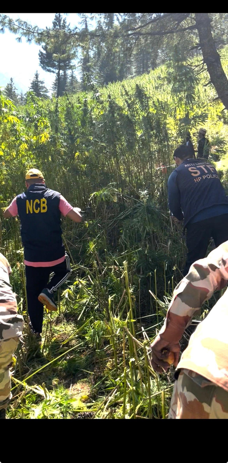 हिमाचल के कुल्लू में 61 एकड़ में फैली अवैध गांजा खेती नष्ट, एनसीबी का पहाड़ों में बड़ा अभियान हिमाचल के कुल्लू में 61 एकड़ में फैली अवैध गांजा खेती नष्ट, एनसीबी का पहाड़ों में बड़ा अभियान