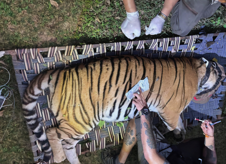 बिहार की बाघिन को एयरलिफ्ट करके बंगाल लाया गया, 2 अक्टूबर को बक्सा में छोड़ा जाएगा बिहार की बाघिन को एयरलिफ्ट करके बंगाल लाया गया, 2 अक्टूबर को बक्सा में छोड़ा जाएगा