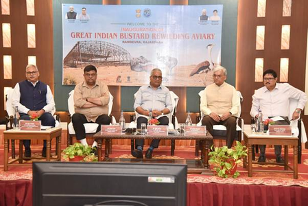 राजस्थान विलुप्ति के कगार से वापसी की ओर ग्रेट इंडियन बस्टर्ड, संरक्षण कार्यक्रम पहुंचा नए चरण में
