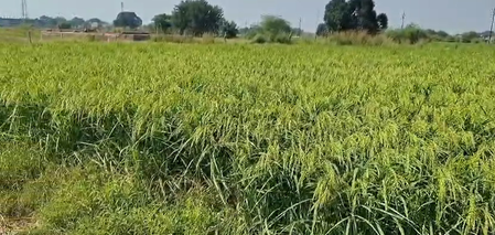 गुजरात रबी सीजन के लिए आई-खेदूत पोर्टल खुला, खरीफ फसलों के रजिस्ट्रेशन की तारीख 15 दिन बढ़ी गुजरात रबी सीजन के लिए आई-खेदूत पोर्टल खुला, खरीफ फसलों के रजिस्ट्रेशन की तारीख 15 दिन बढ़ी