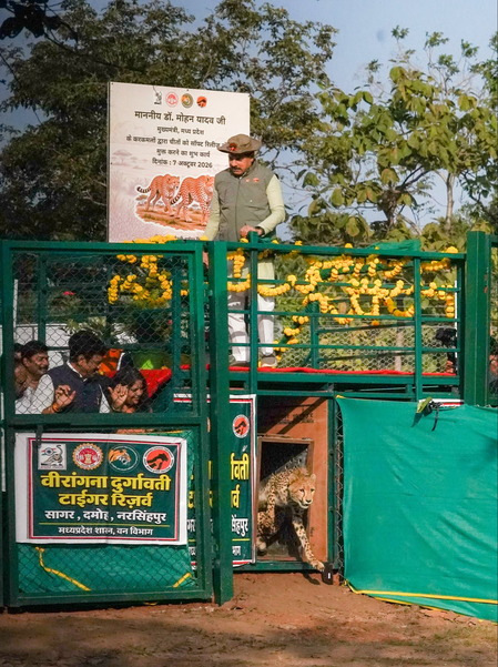 मध्य प्रदेश में चीता पुनर्वास कार्यक्रम का विस्तार, अब तीसरे ठिकाने सागर रिजर्व में छोड़े गए 2 चीते मध्य प्रदेश में चीता पुनर्वास कार्यक्रम का विस्तार, अब तीसरे ठिकाने सागर रिजर्व में छोड़े गए 2 चीते