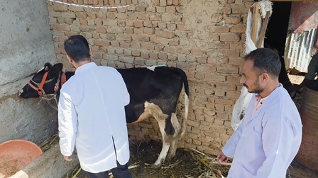 जम्मू-कश्मीर के डोडा में लंपी के 300 से अधिक मामले, पशुपालन विभाग ने तेज किया टीकाकरण अभियान जम्मू-कश्मीर के डोडा में लंपी के 300 से अधिक मामले, पशुपालन विभाग ने तेज किया टीकाकरण अभियान