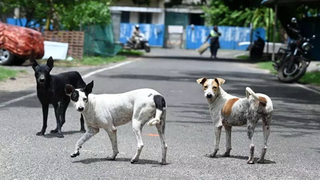 चेन्नई में 1.5 लाख से अधिक लावारिस कुत्तों का हुआ टीकाकरण