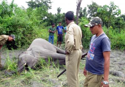 Indian Railways rolls out AI system to prevent elephant collision, tenders 981 RKms