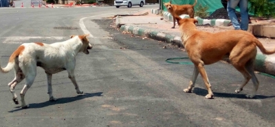 Removing all stray dogs in state impractical: Kerala Minister M.B. Rajesh