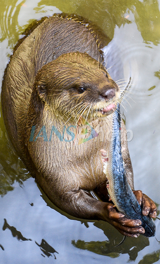 Otters Enjoy at Zoo Pond in Surat