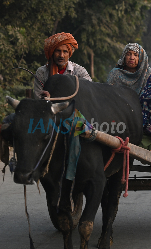 Winter Morning in New Delhi