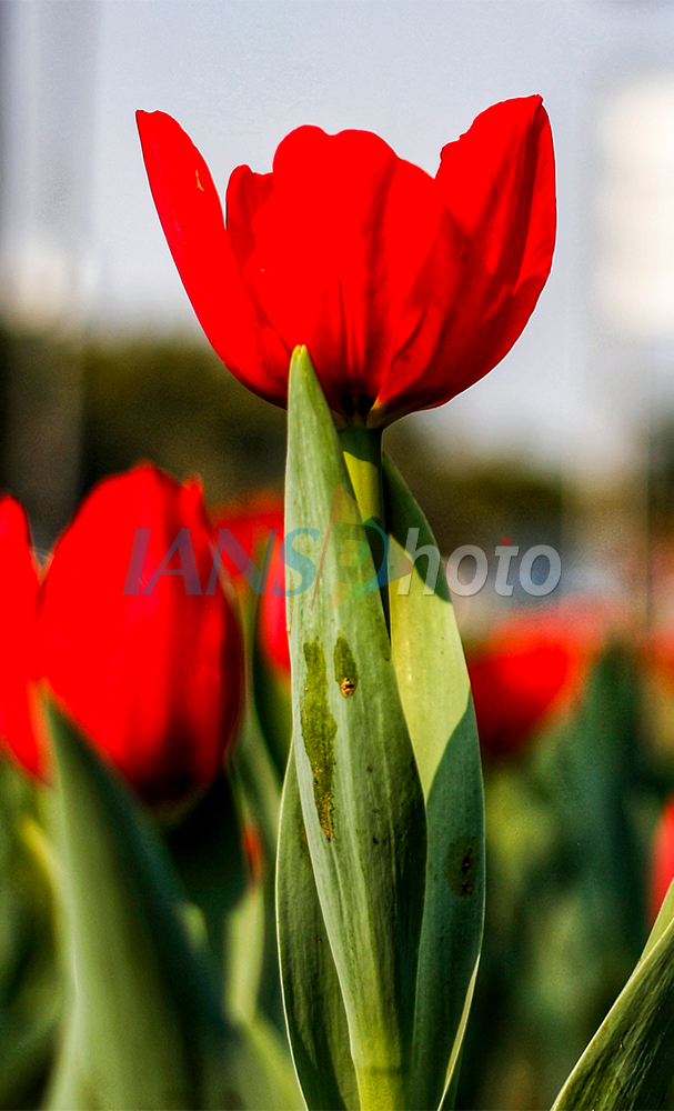 Vibrant Tulips Bloom Along Shanti Path