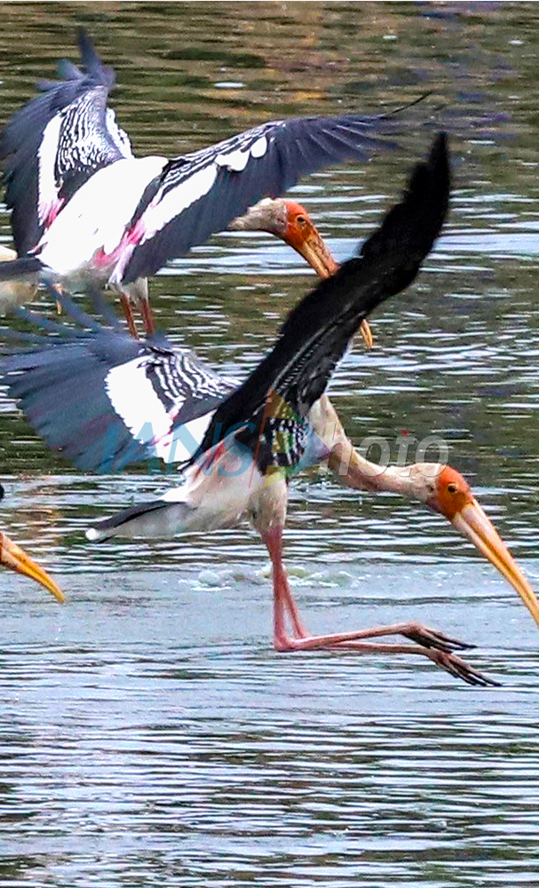 Painted Storks Spotted Hunting at Chikka Basti Lake